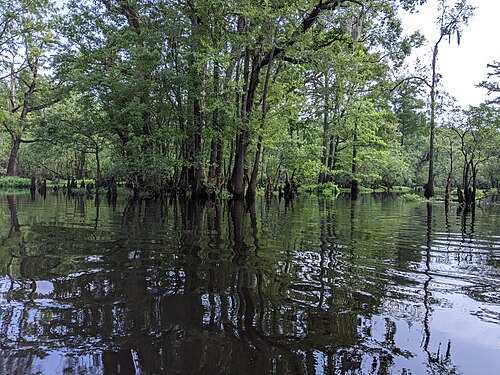 Black River (North Carolina)